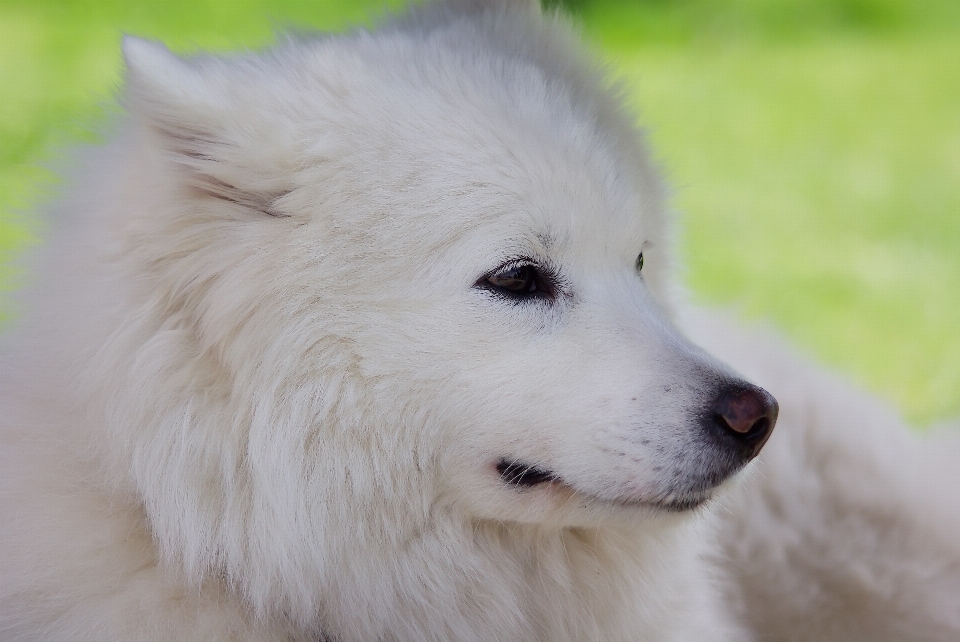 白 犬 哺乳類 動物