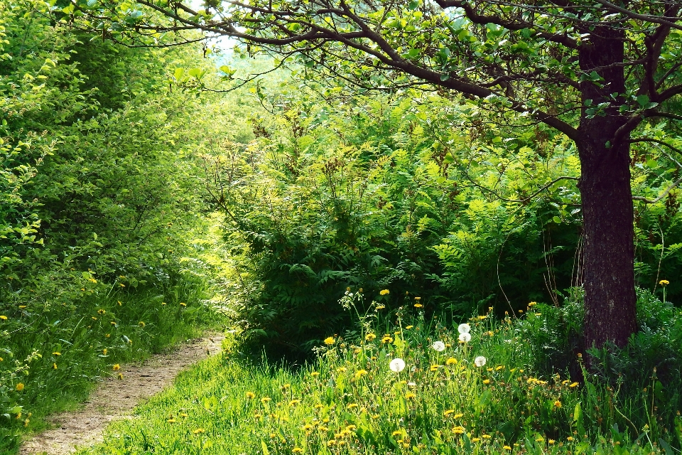 Drzewo natura las ścieżka