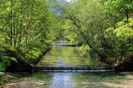 Tree water nature waterfall Photo