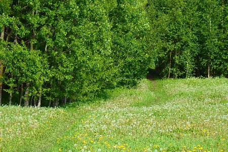 Foto árvore natureza floresta caminho