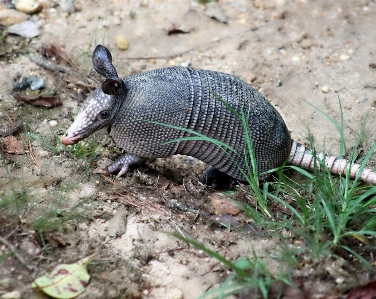 Animal wildlife zoo mammal Photo