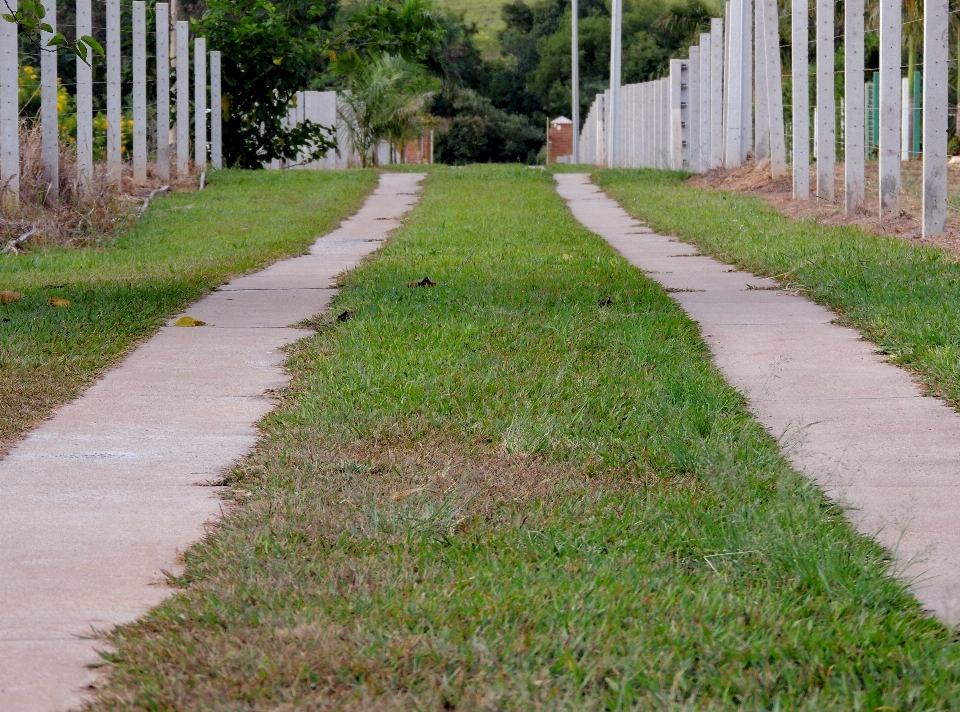 árbol césped camino granja