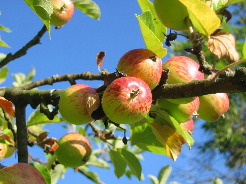 Apple arbre bifurquer fleurir