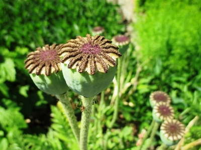 Nature grass plant lawn Photo