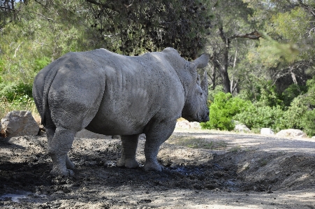 自然 荒野
 動物 野生動物 写真