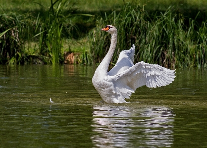 Zdjęcie Krajobraz woda natura ptak