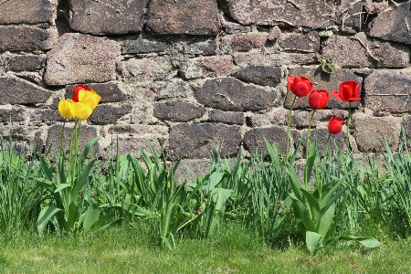 Natur anlage feld blume Foto