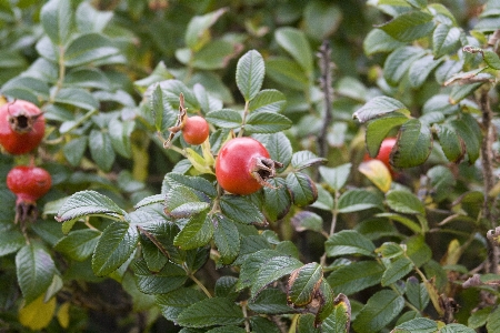 木 ブランチ 植物 フルーツ 写真