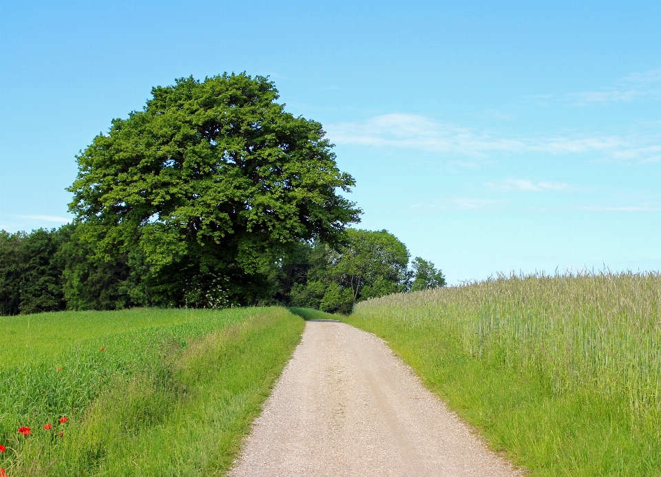 Paysage arbre nature herbe