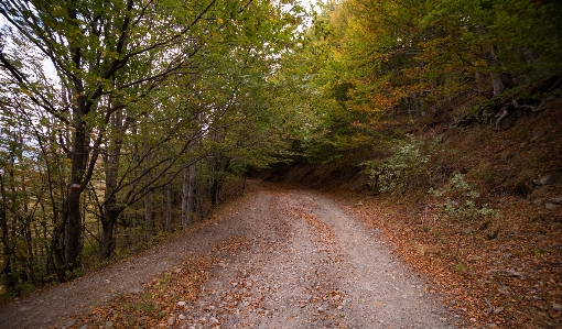 Landscape tree nature forest Photo