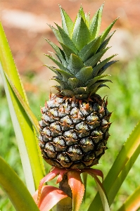 Tree plant fruit flower Photo