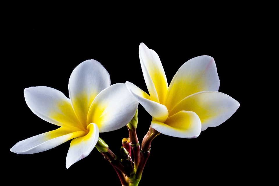 Blossom plant white photography