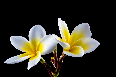 Foto Mekar tanaman putih fotografi