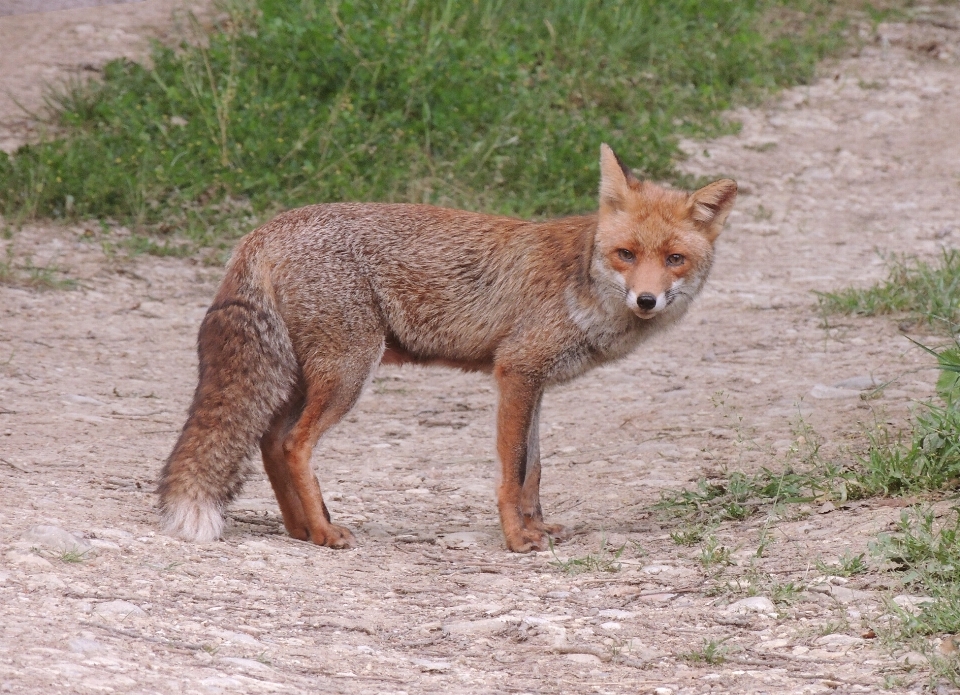 動物 野生動物 野生 哺乳類