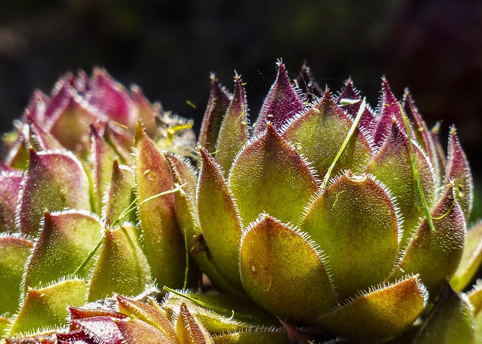 Naturaleza cactus
 planta fotografía