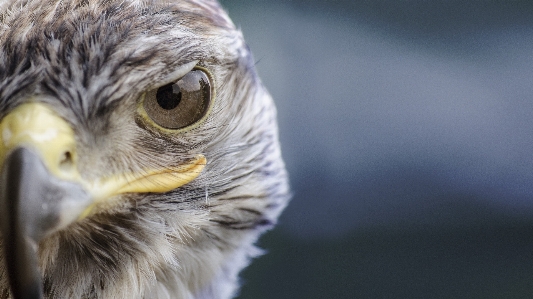 Foto Alam burung sayap margasatwa