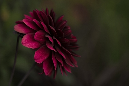 Blossom blur growth plant Photo