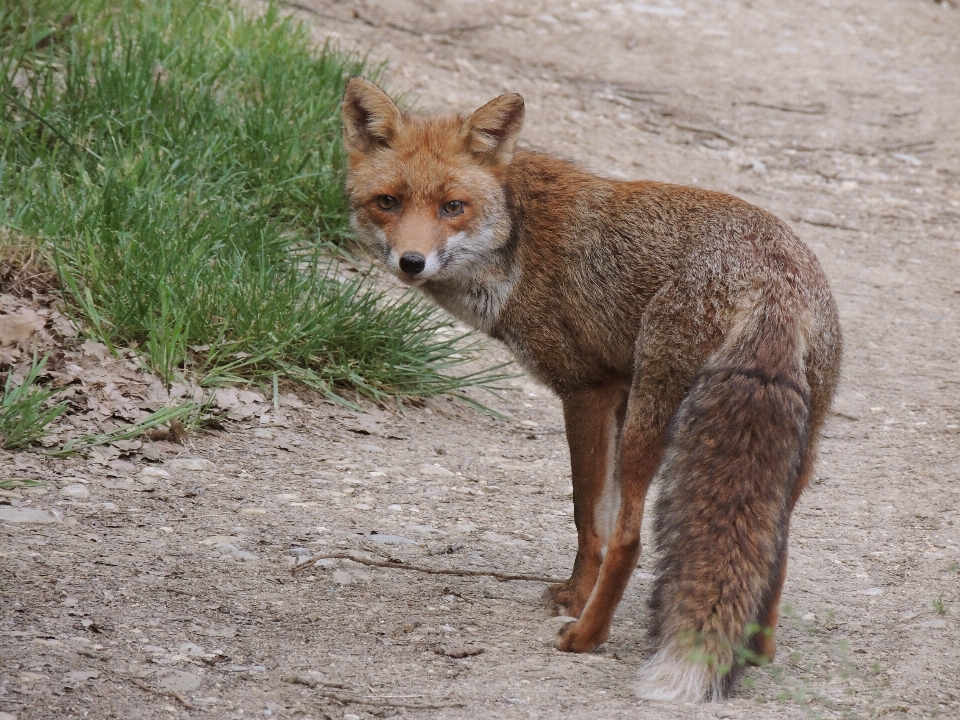 Nature faune sauvage mammifère