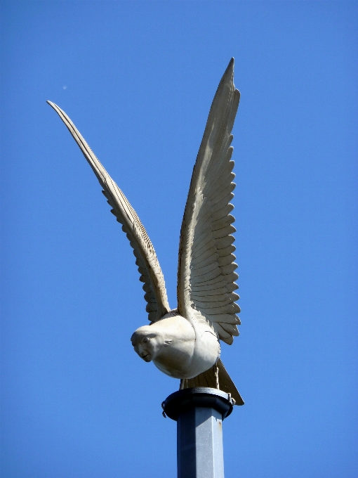 Uccello ala architettura marino
