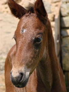 Portrait pasture horse mammal Photo