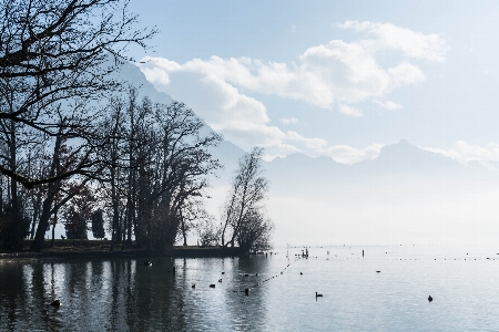 Landscape tree water nature Photo