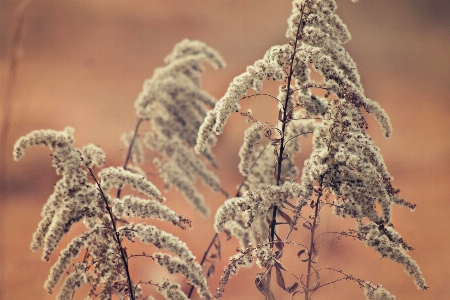 Tree nature branch winter Photo