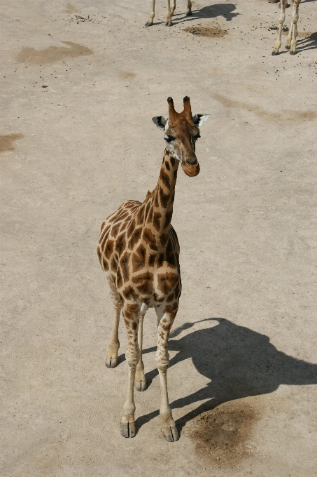 野生動物 動物園 哺乳類 fauna