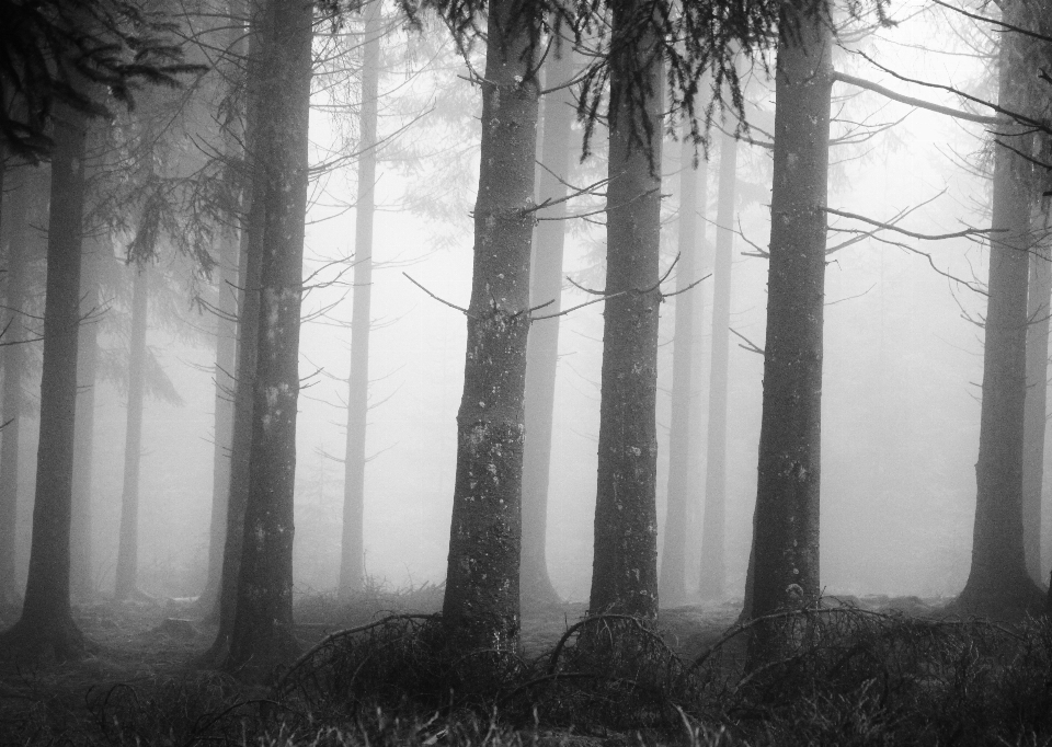 Paisaje árbol naturaleza bosque