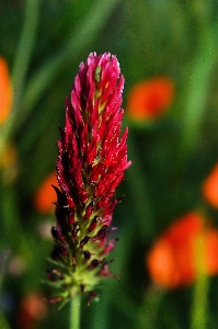 Nature grass blossom plant Photo