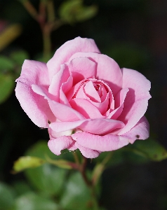 Blossom plant flower petal Photo