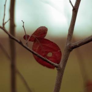 Tree nature forest branch Photo