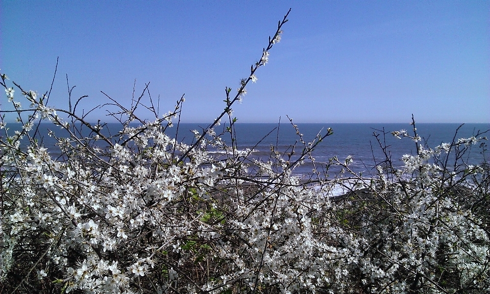 Meer baum wasser natur