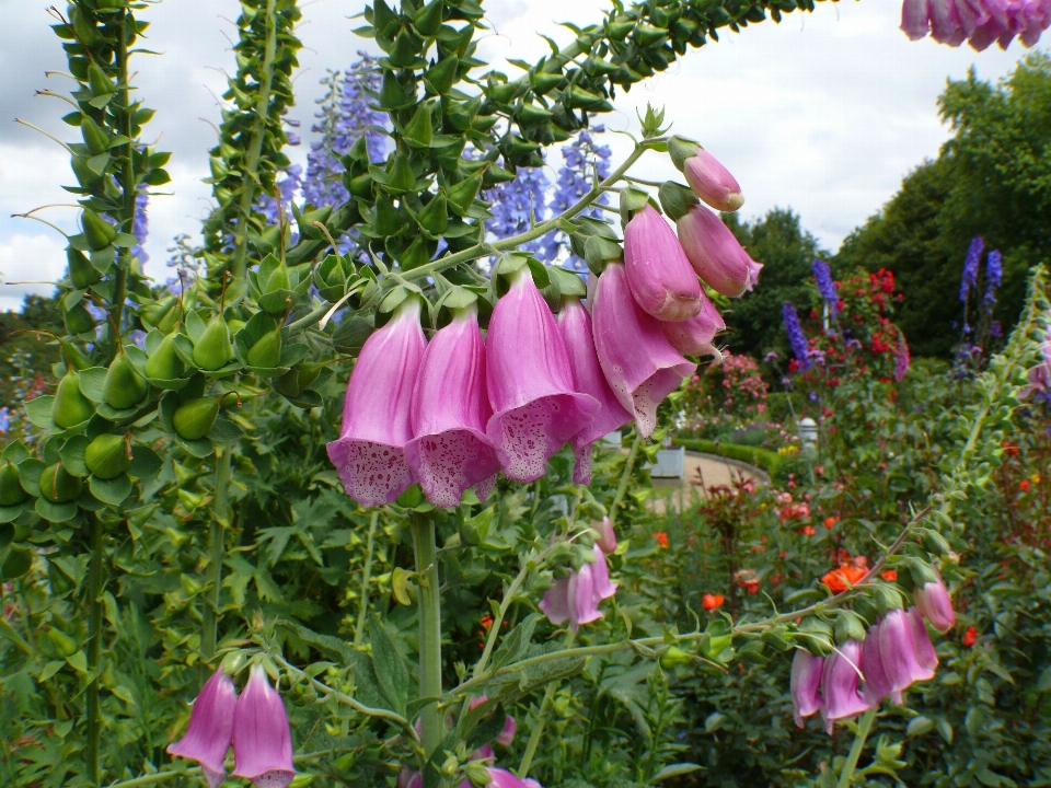 Pianta fiore fioritura rosa