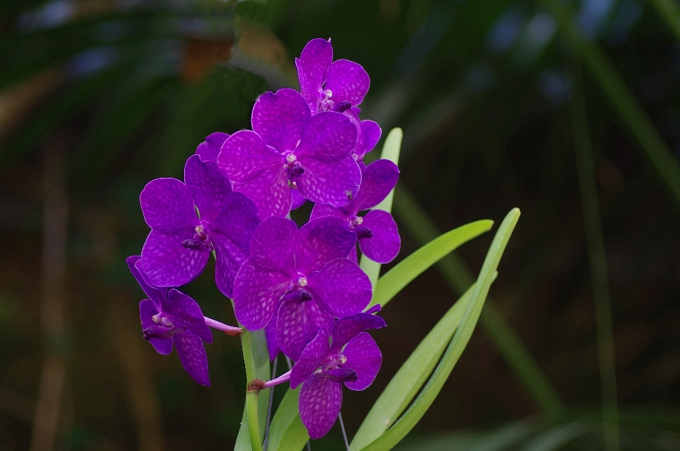 植物 花 紫 大きい