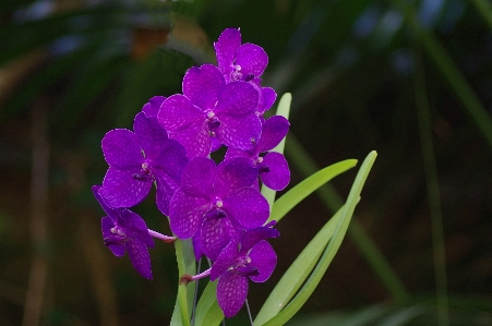 Plant flower purple macro Photo