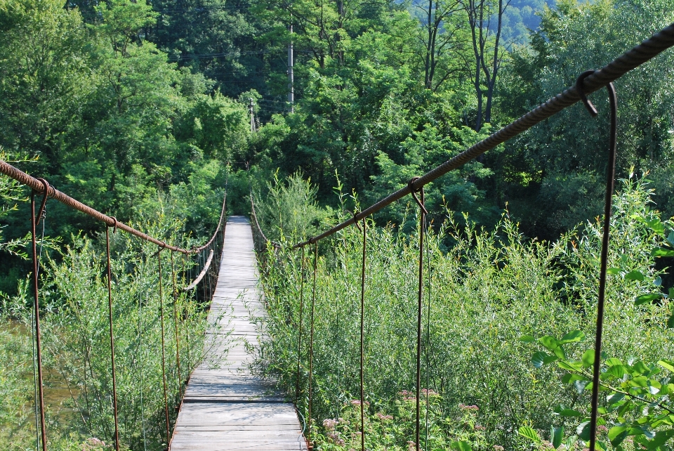 Foresta traccia sentiero ponte