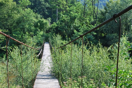 森 追跡 トレイル 橋 写真