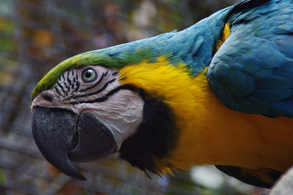 Natureza pássaro asa animais selvagens