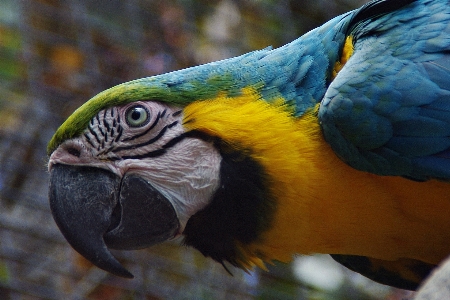 Natur vogel flügel tierwelt Foto