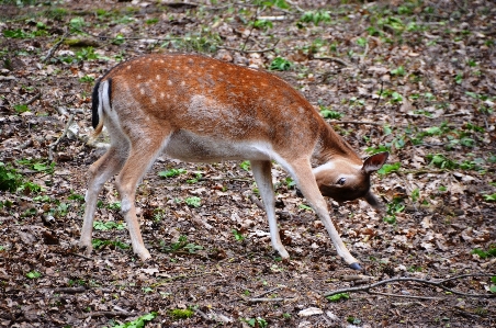 Forest animal wildlife deer Photo