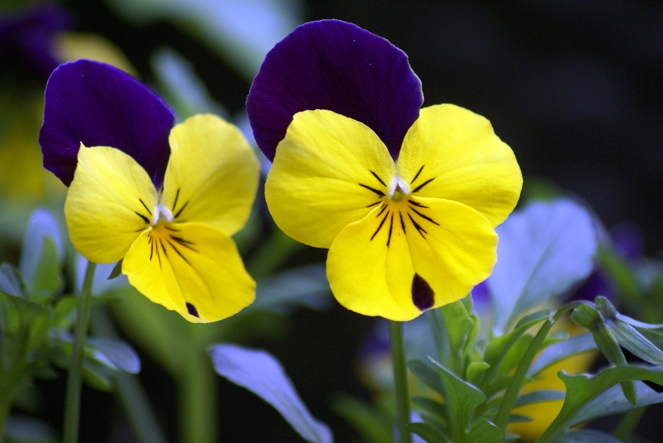 Nature plant flower petal