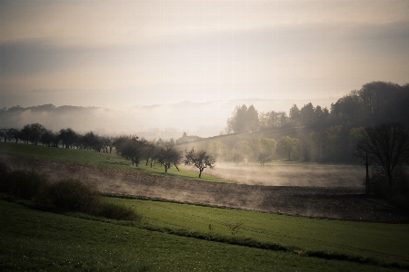 Landscape tree nature grass Photo