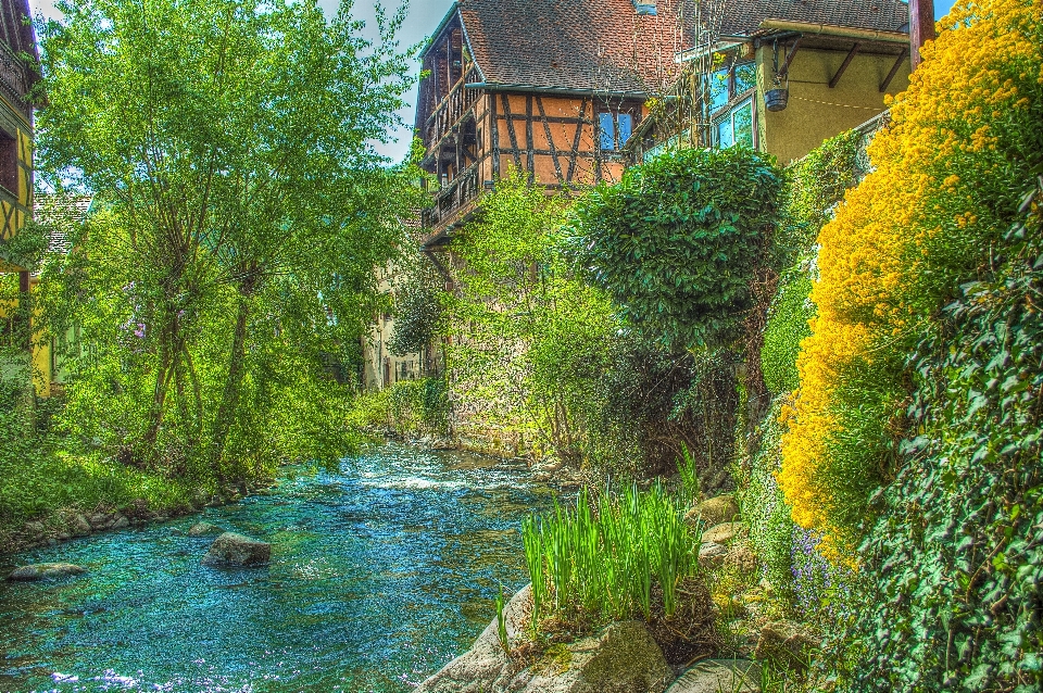 Albero fiore fiume francia