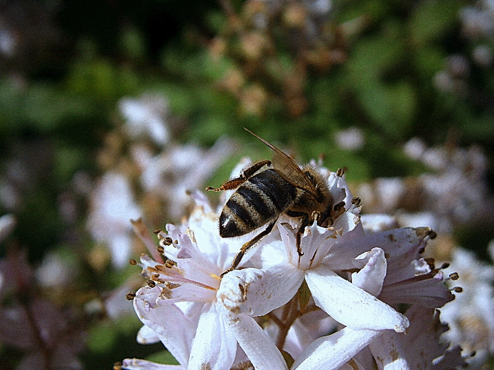 自然 ブランチ 花 羽