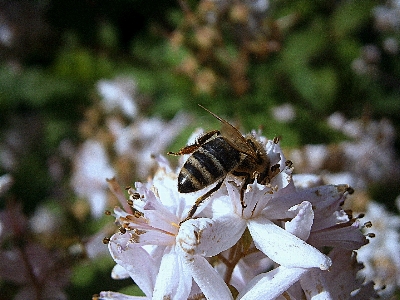 Nature branch blossom wing Photo