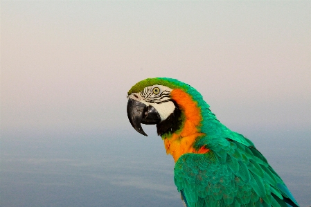 Bird wing animal fly Photo