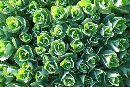 Plant leaf flower petal Photo