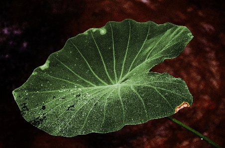 Foto árbol naturaleza planta fotografía