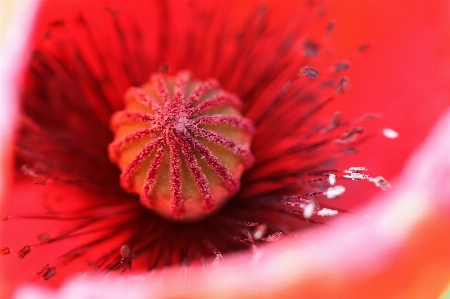 自然 花 植物 分野 写真