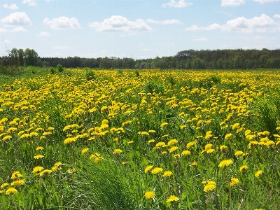 Nature grass plant field Photo